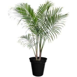 Top 10 Best Indoor Plants for Air Purification In India 3